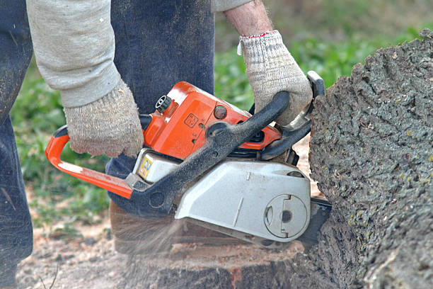 Reliable Madison Lake, MN Tree Care Solutions