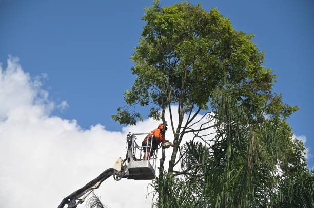 Best Stump Grinding and Removal  in Madison Lake, MN